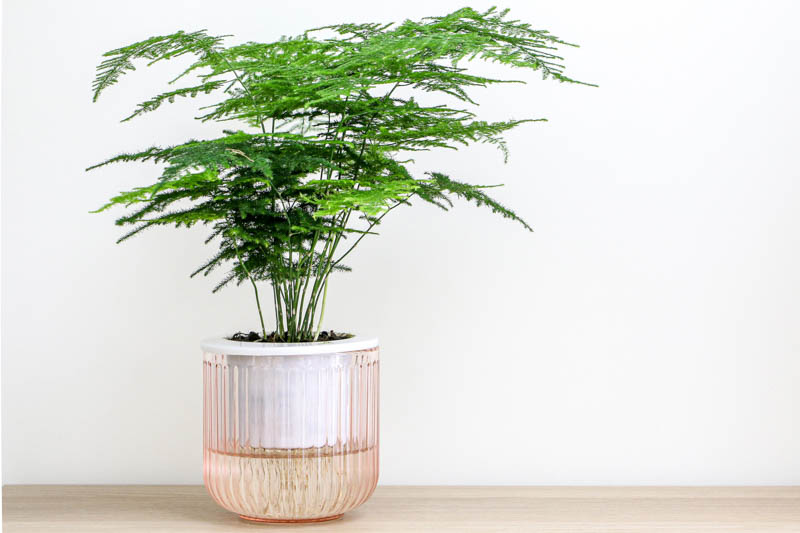 Asparagus Fern, Lace Fern, Plumosa Fern, Asparagus setaceus