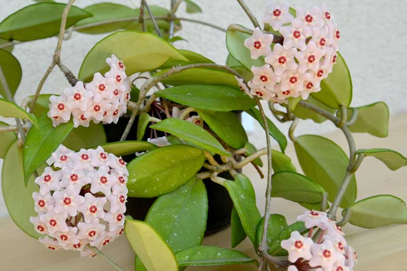 Hoya carnosa, Honey Plant, Porcelainflower, Porcelain Flower, Wax Plant