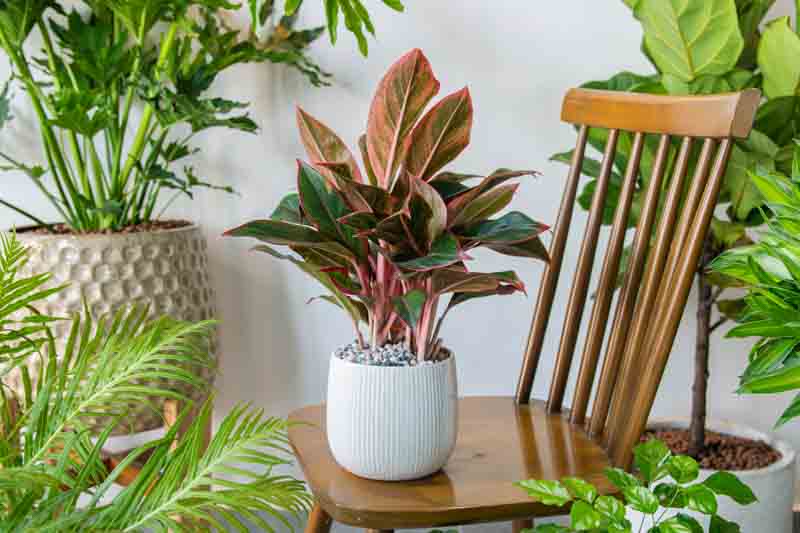 Aglaonema Siam Aurora, Chinese Evergreen Siam Aurora, Houseplant, Tropical Plant