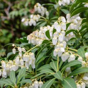 Pierie japonica Purity, White Pierie, White Andromeda, Evergreen Shrub