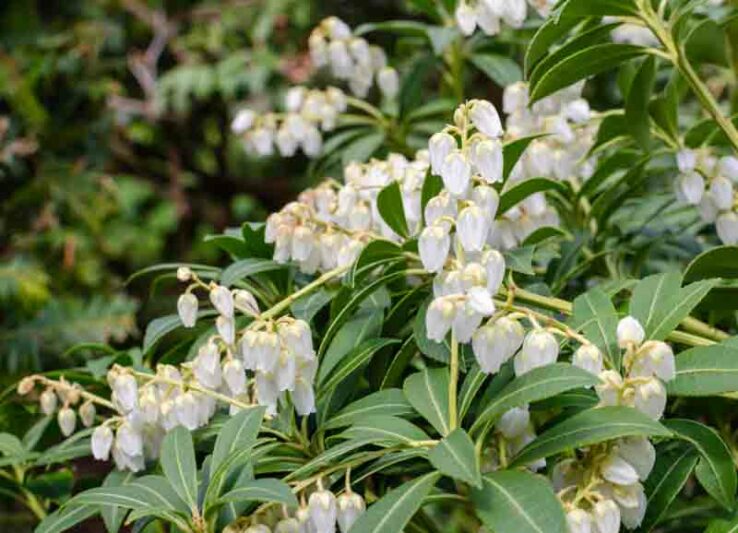 Pierie japonica Purity, White Pierie, White Andromeda, Evergreen Shrub