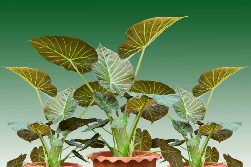 Alocasia Regal Shield, Alocasia, Elephant Ear, House Plant, Houseplant, Tropical Plant