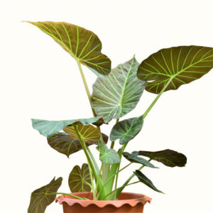 Alocasia Regal Shield, Regal Shield Alocasia, Elephant Ear, Tropical Plant, Houseplant,