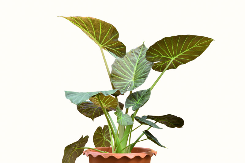 Alocasia Regal Shield, Regal Shield Alocasia, Elephant Ear, Tropical Plant, Houseplant,