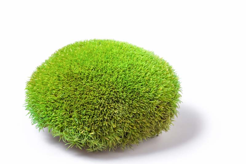 Cushion Moss, Pincushion Moss, Leucobryum glaucum, Terrarium, Ground Cover