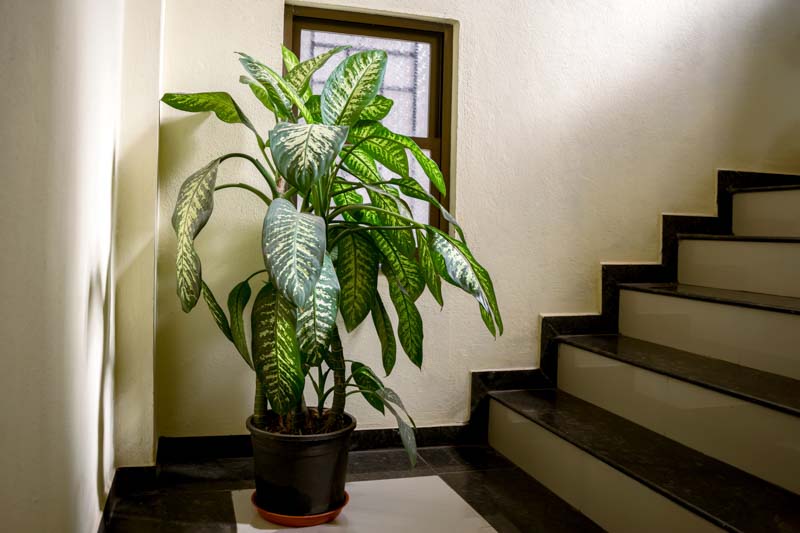 Dieffenbachia, Dumb Cane, Indoor Plants, House Plants, Houseplant