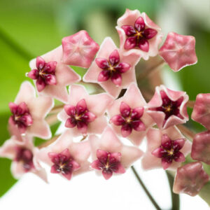 Hoya obovata, Wax Plant, houseplant