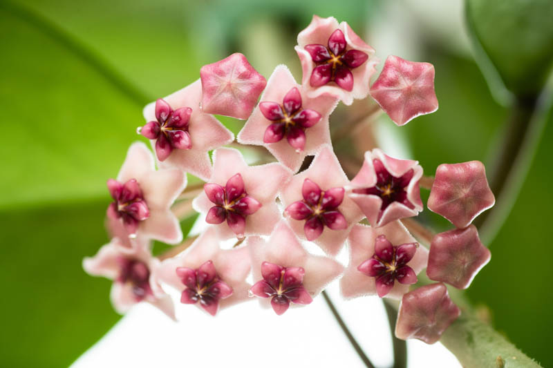 Hoya obovata, Wax Plant, houseplant