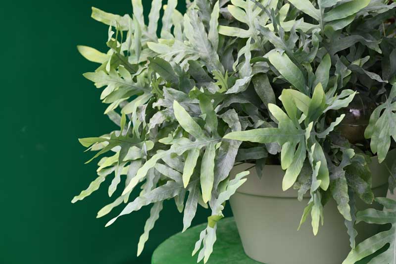 Blue Star Fern, golden polypody, Phlebodium aureum, Polypodium aureum