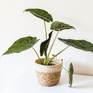 Alocasia wentii, Hardy Elephant Ear, Tropical Plant, Houseplant,