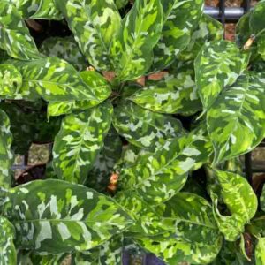 Aglaonema pictum tricolor, Chinese Evergreen, Camouflage Plant, Houseplant