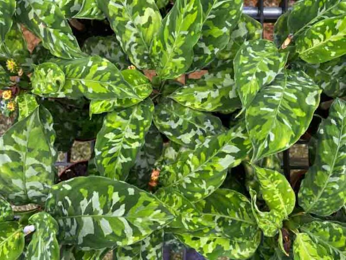Aglaonema pictum tricolor, Chinese Evergreen, Camouflage Plant, Houseplant