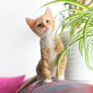 Cat, Indoor Plants, Houseplantx, Toxic to Cats, Poisonous to Cats