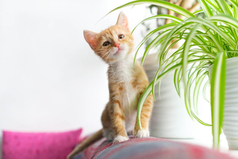 Cat, Indoor Plants, Houseplantx, Toxic to Cats, Poisonous to Cats