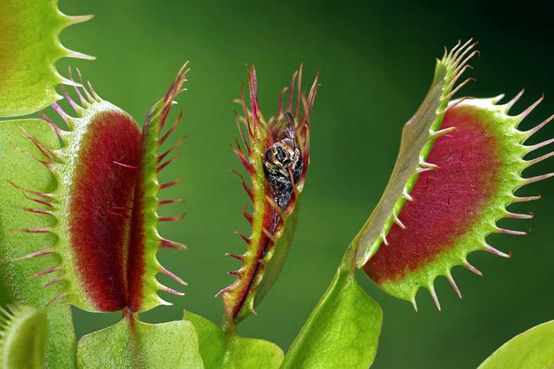 Venus Flytrap,Venus Fly Trap, Meadow Clams, Dionaea muscipula, Carnivorous Plant