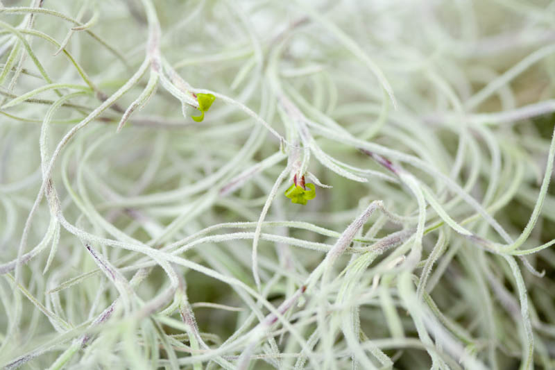 Spanish Moss, Florida moss, Hanging moss, New Orleans moss, southern moss, tree beard