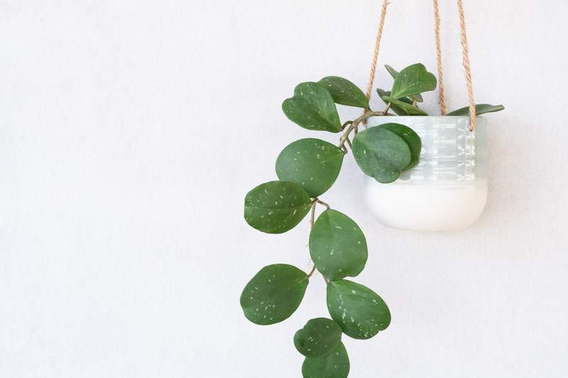 Hoya obovata, Wax Plant, houseplant