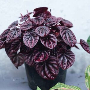 Peperomia caperata Luna Red, Radiator plant, Houseplant, House plant