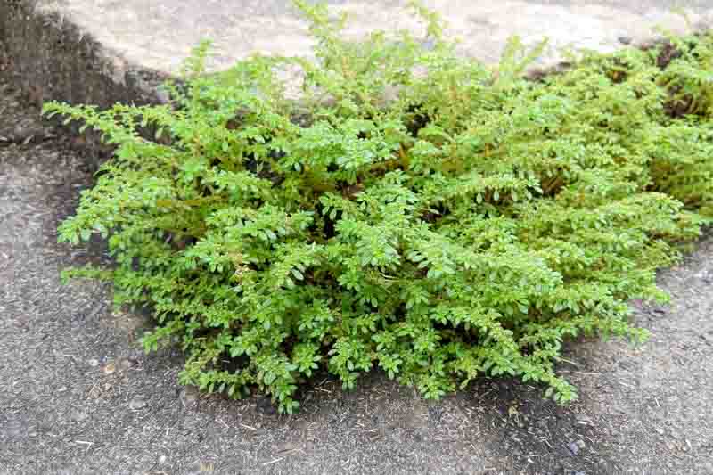 Pilea microphylla, angeloweed, artillery plant, joypowder plant, Houseplant, Tropical Plant
