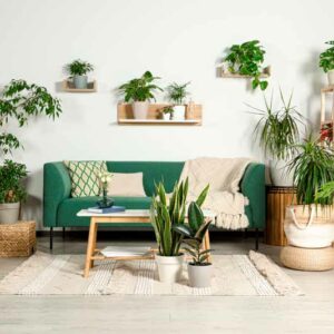 Indoor Plants, Houseplant, Houseplants, House Plant