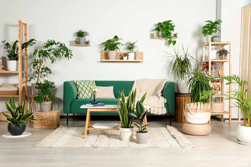 Indoor Plants, Houseplant, Houseplants, House Plant