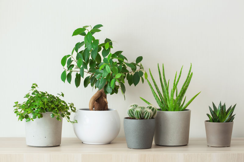 Baby Tears, Pilea depressa, Depressed Clearweed, Houseplant, Terrarium