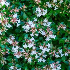 Abelia x grandiflora 'Little Richard', Glossy Abelia 'Little Richard', Little Richard Abelia, Evergreen shrub, Fragrant Shrub, Pink Flowers, White Flowers,