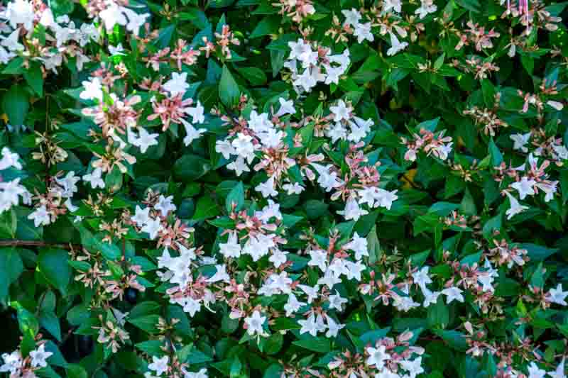 Abelia x grandiflora 'Little Richard', Glossy Abelia 'Little Richard', Little Richard Abelia, Evergreen shrub, Fragrant Shrub, Pink Flowers, White Flowers,