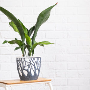 Cast Iron Plant, Aspidistra elatior, Bar Room Plant, Houseplant