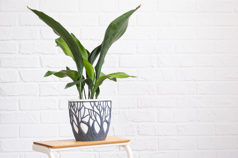 Cast Iron Plant, Aspidistra elatior, Bar Room Plant, Houseplant