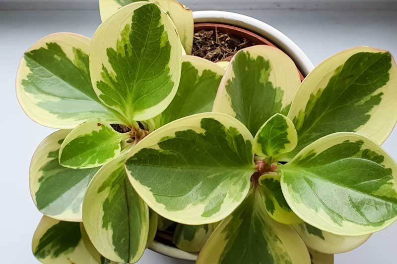 peperomia obtusifolia Variegata, Variegated Peperomia, Variegated baby rubber plant, baby rubber plant, house plant, houseplant