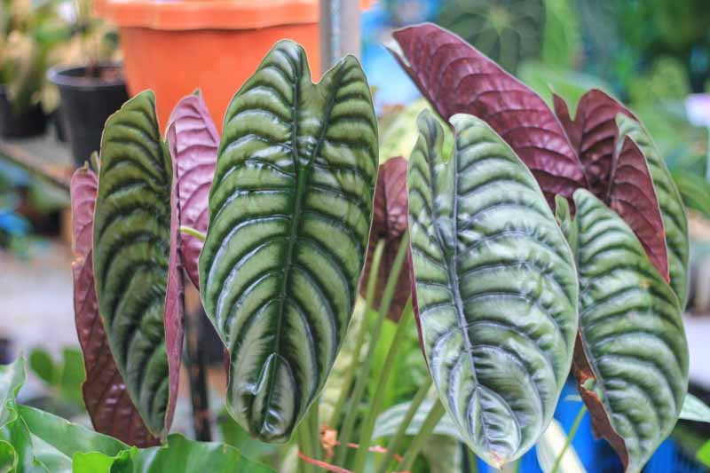 Alocasia cuprea, Alocasia, Elephant Ear, House Plant, Houseplant, Tropical Plant