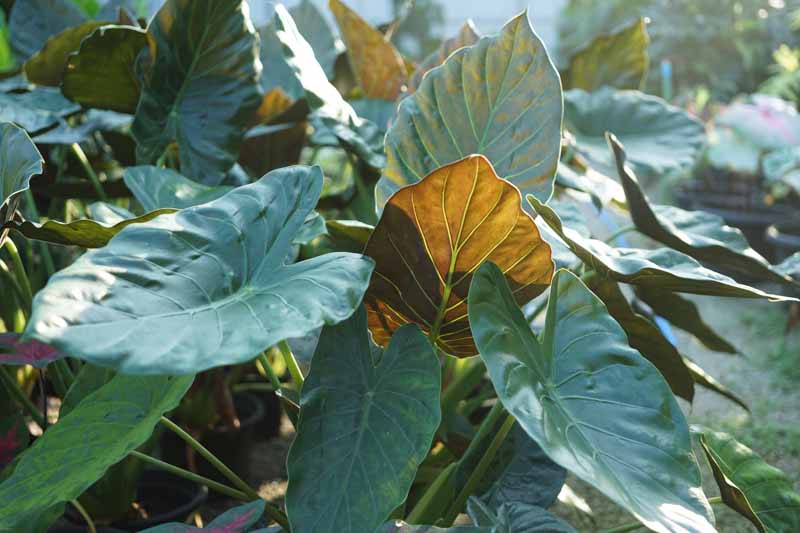 Alocasia wentii, Hardy Elephant Ear, Tropical Plant, Houseplant,