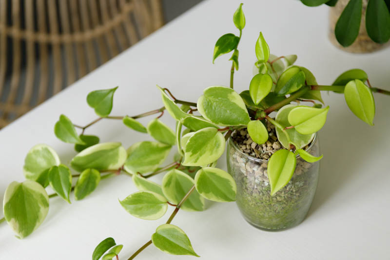 Cupid Peperomia, Variegated Cupid Peperomia, Peperomia scandens 'Variegata' Houseplant, House Plant