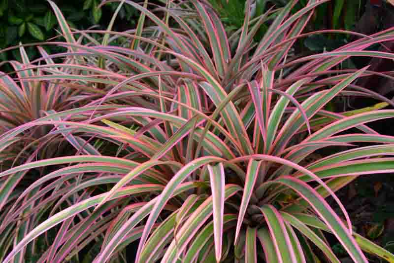 Dracaena marginata 'Colorama', Madagascar Dragon Tree 'Colorama', Dracaena Colorama, Drought tolerant shrub, drought tolerant tree