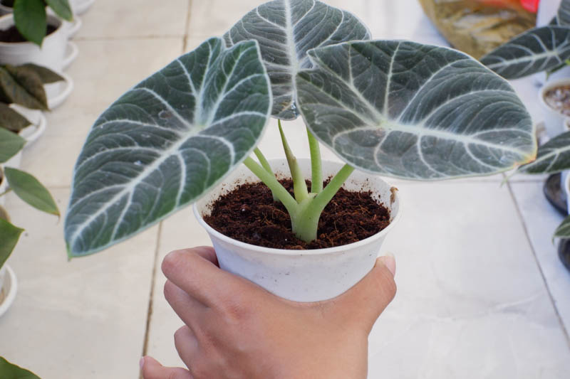 Alocasia Black Velvet, Elephant Ear 'Black Velvet, Black Velvet Alocasia, Evergreen Perennial, Tropical Perennial