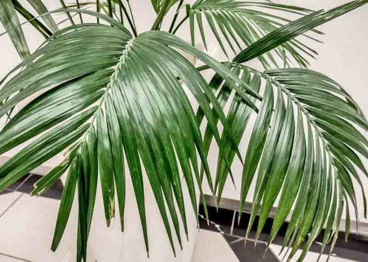 Kentia Palm, Howea forsteriana, House Plant, Houseplant, Houseplants