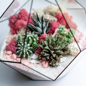Terrarium, Terrarium Plants, Houseplant, Indoor plants