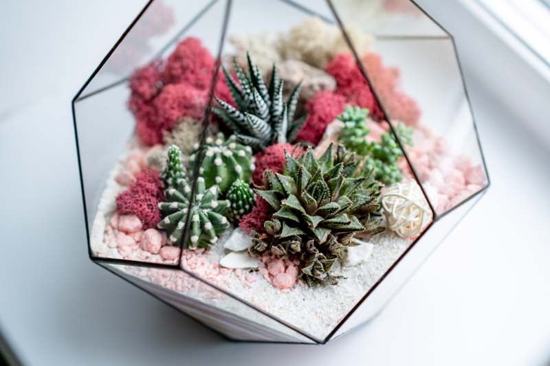 Terrarium, Terrarium Plants, Houseplant, Indoor plants
