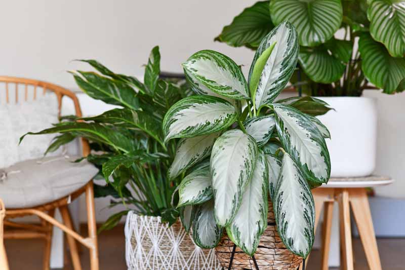 Aglaonema Silver Bay, Chinese Evergreen Silver Bay, Houseplant