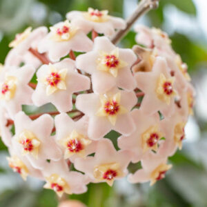 Hoya, Hoya Plant, Hoya carnosa, Honey Plant, Porcelainflower, Porcelain Flower, Wax Plant