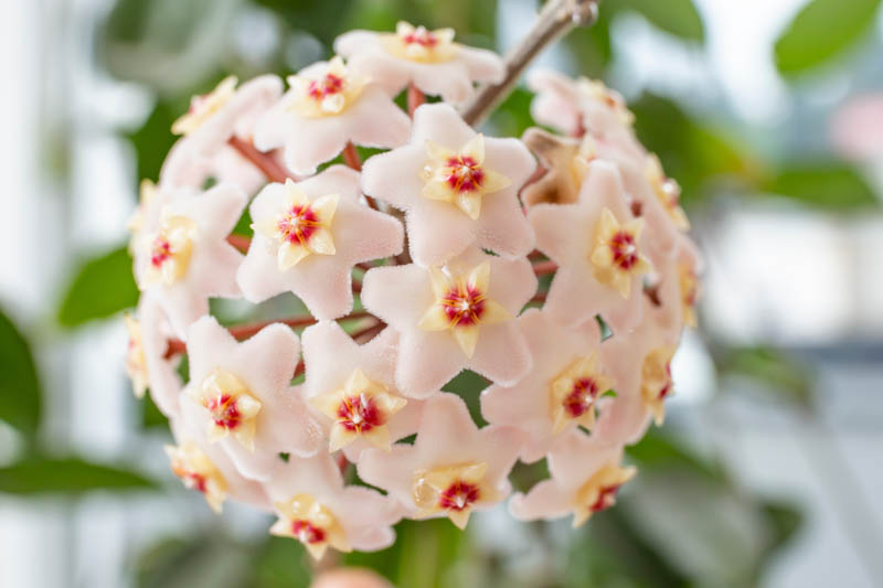 Hoya, Hoya Plant, Hoya carnosa, Honey Plant, Porcelainflower, Porcelain Flower, Wax Plant