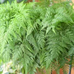 Rabbit's Foot Fern, Davallia fejeensis, Indoor plants, indoor fern, terrarium, houseplants