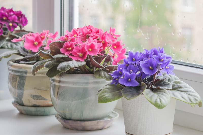 African Violet, Violet, Indoor Plant, Houseplant