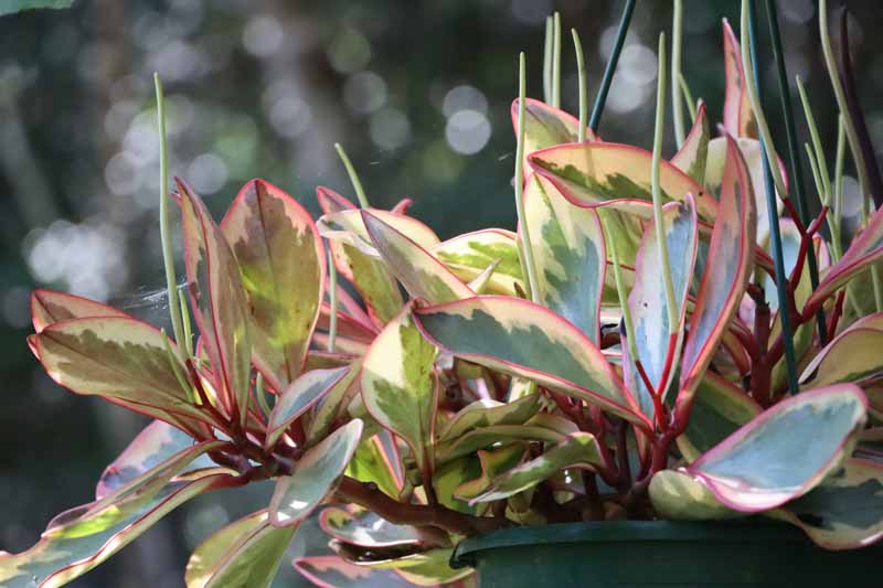 Ginny Peperomia, Peperomia clusiifolia Ginny, Houseplant, House Plant