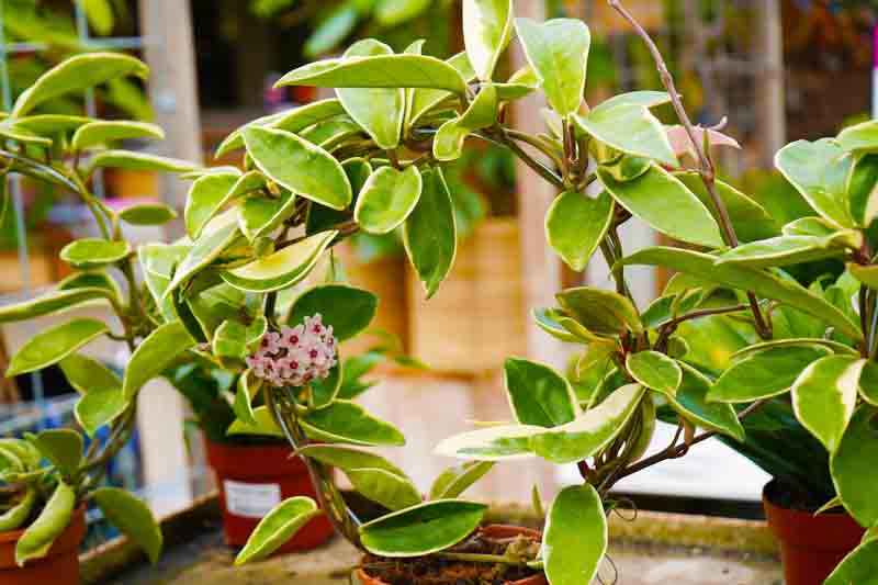 Hoya carnosa Krimson Queen, Hoya Krimson Queen, Hoya Tricolor, Wax Plant Krimson Queen, Was Plant 'Tricolor, Hoya carnosa 'Tricolor'