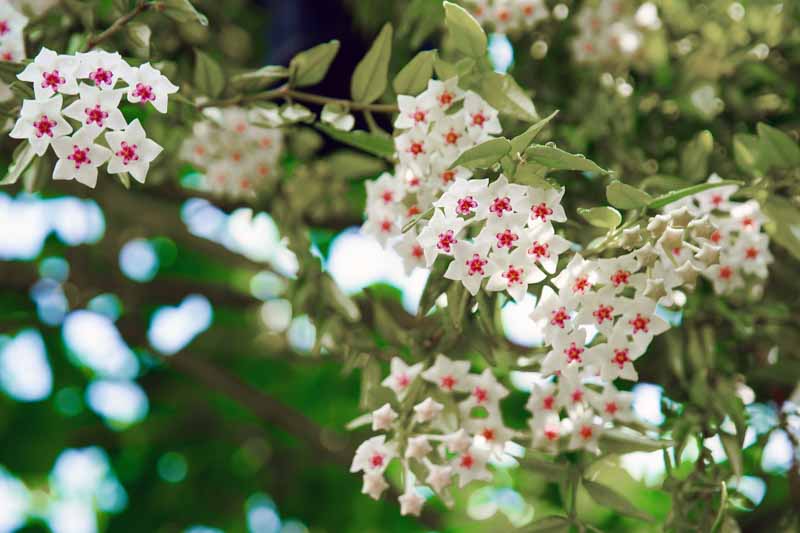 Hoya bella, Beautiful Wax Plant, Beautiful Hoya, Waxflower, Pretty Waxflower, Houseplant