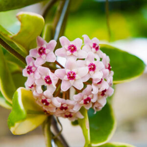 Hoya carnosa Krimson Queen, Hoya Krimson Queen, Hoya Tricolor, Wax Plant Krimson Queen, Was Plant 'Tricolor, Hoya carnosa 'Tricolor'