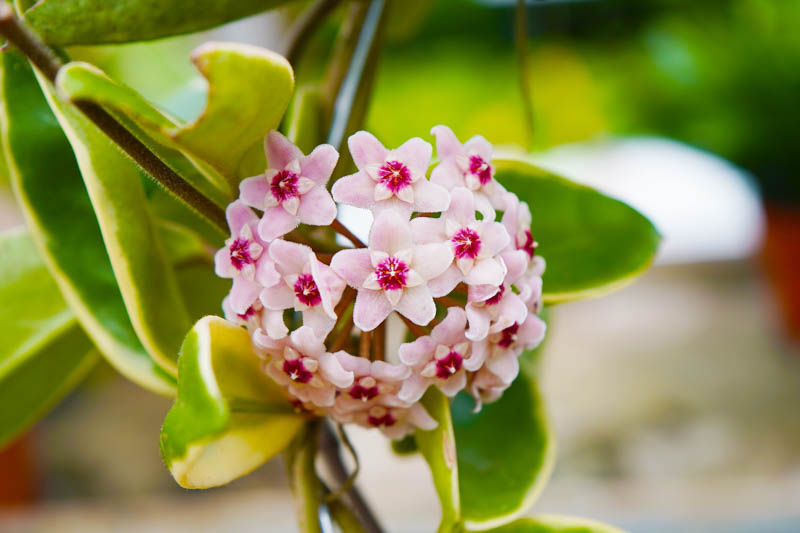 Hoya carnosa Krimson Queen, Hoya Krimson Queen, Hoya Tricolor, Wax Plant Krimson Queen, Was Plant 'Tricolor, Hoya carnosa 'Tricolor'