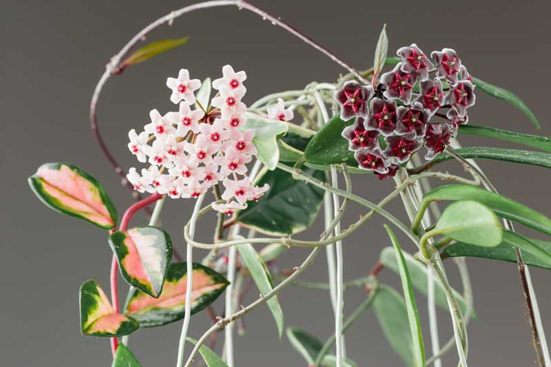 Hoya carnosa Krimson Princess, Hoya Krimson Princess, Wax Plant Krimson Princess